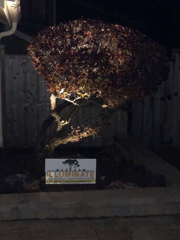 Landscape & Tree Lighting project by Illuminate Low Voltage Lighting, New Jersey