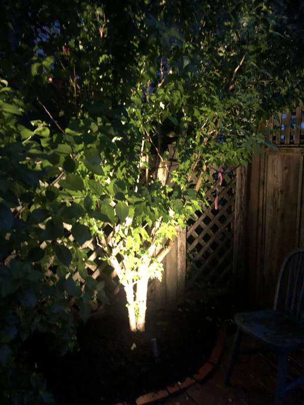 Landscape & Tree Lighting project by Illuminate Low Voltage Lighting, New Jersey